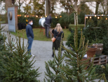 Kerstbomen als dertiende maand voor Vlaamse boomkwekers
