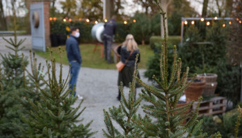Kerstbomen als dertiende maand voor Vlaamse boomkwekers