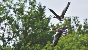 Nederlands onderzoek: veel subsidies hebben negatief effect op biodiversiteit