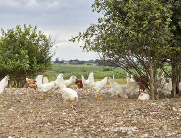 Bio-Planet biedt enkel eieren zonder productie eendagshaantjes aan