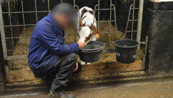 Een bijzondere boerderij in Ruiselede: "Als ik werk, peins ik er niet aan dat ik gedetineerde ben"