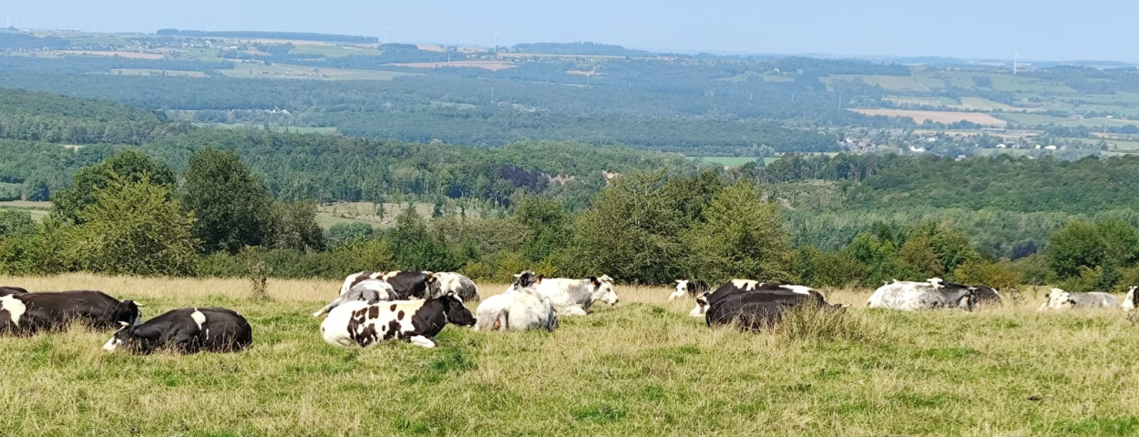 jerom-ardennen1