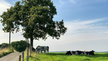 Opinie: "Landbouw is geen industriële schoorsteen: kijk naar de kringlopen achter de uitstoot"