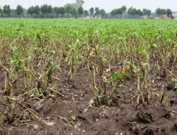 Boeren vrezen voor vergoeding van pinksterstormschade