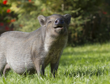 Veldverkenners informeert particulier over tuinvarkens