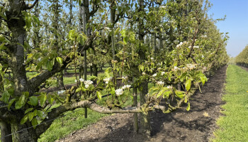 Sinds 2004 verboden middel voor het eerst in drie jaar niet meer gevonden in perenbloesems