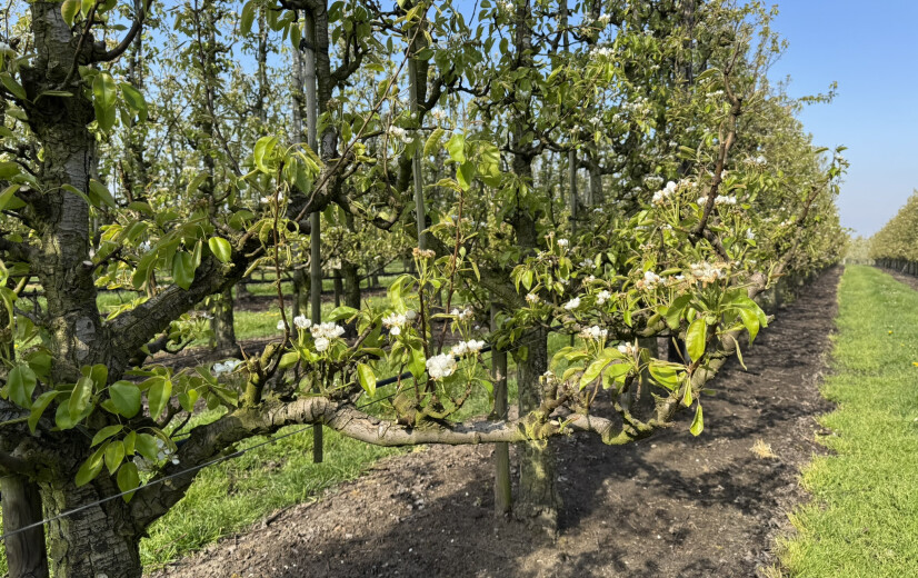 Sinds 2004 verboden middel voor het eerst in drie jaar niet meer gevonden in perenbloesems
