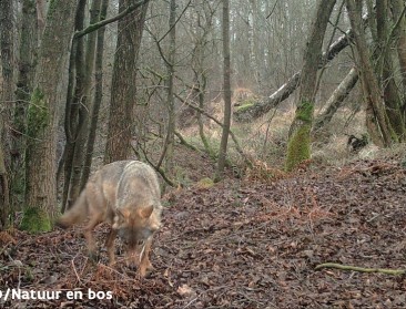 “De wolf? We moeten ermee leren leven”