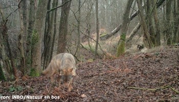 Wolf bijt voor het eerst een gezonde koe dood in Oudsbergen