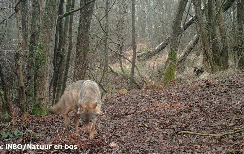Wolf bijt voor het eerst een gezonde koe dood in Oudsbergen