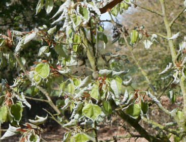 Lentenachtvorst en droogte zijn erkend als landbouwramp