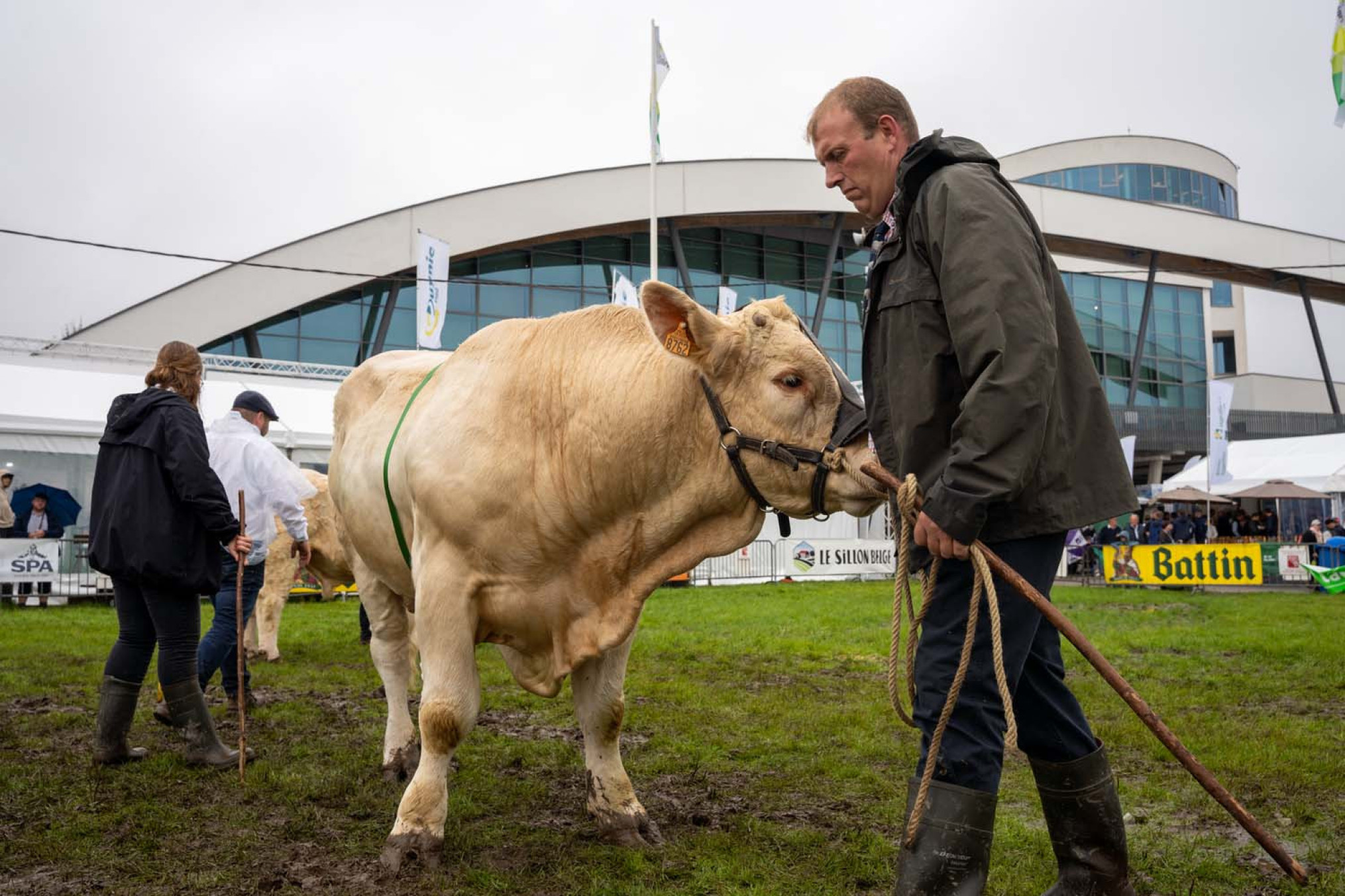 Prijskamp met Franse Charolais runderen