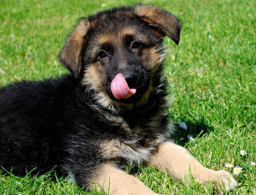 Onhoudbaar groot aantal starters in dierenartsopleiding