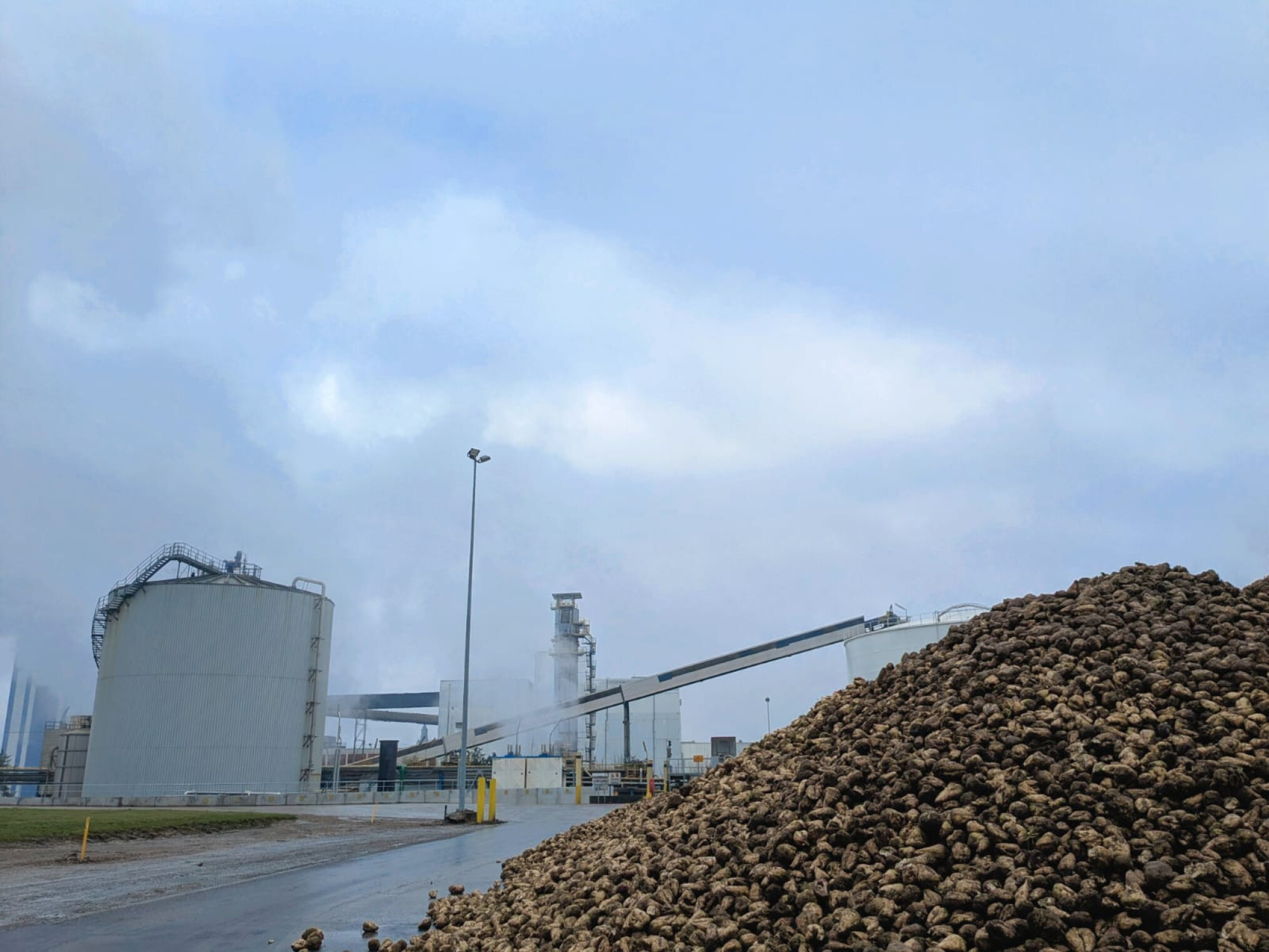 Suikerbieten Tiense Jozefien 2