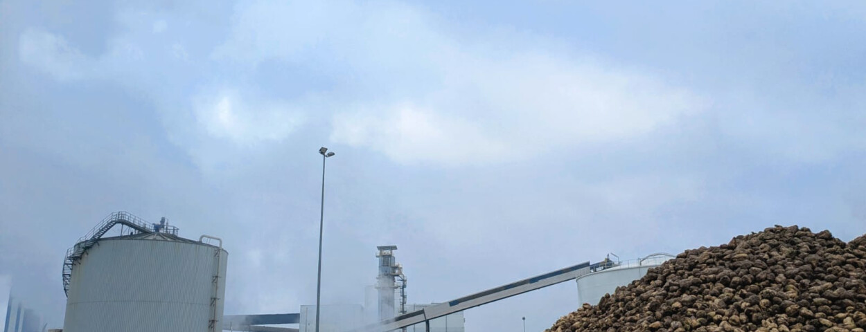 Suikerbieten Tiense Jozefien 2