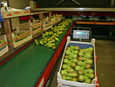 Crisis Wit-Rusland baart perentelers zorgen