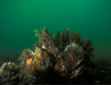 Zijn onze oesters Zeeuws, Frans of Japans? Wetenschap wil inheemse oesters herintroduceren