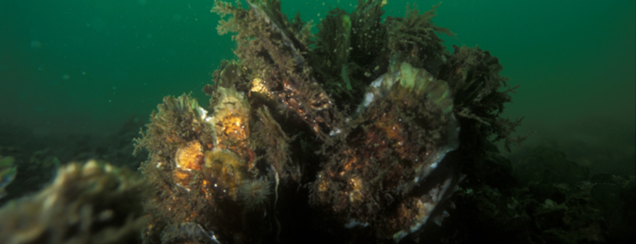 platte oester