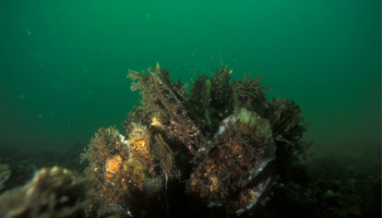 Zijn onze oesters Zeeuws, Frans of Japans? Wetenschap wil inheemse oesters herintroduceren