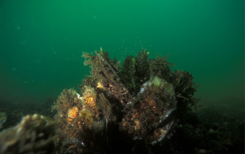 Zijn onze oesters Zeeuws, Frans of Japans? Wetenschap wil inheemse oesters herintroduceren