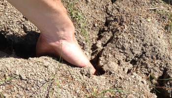 Op de Internationale Dag van de Plantengezondheid roept het veld om regen