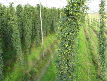 Noodweer veroorzaakt schade aan hopteelt