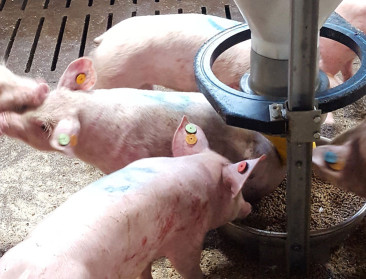 Antibioticagebruik in veevoeders al met 84 procent teruggeschroefd sinds 2011