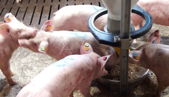 Antibioticagebruik in veevoeders al met 84 procent teruggeschroefd sinds 2011