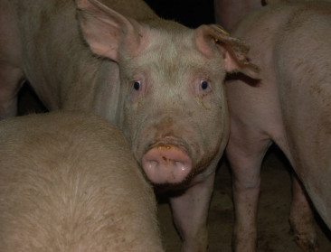 Amerikaans vaccin succesvol in bestrijding varkenspestverspreiding