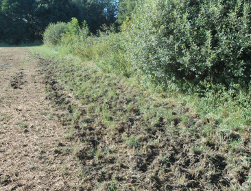 Wallonië verlengt maatregelen Afrikaanse varkenspest