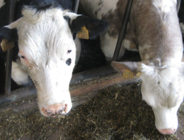 Veviba vraagt nieuwe vergunning aan FAVV