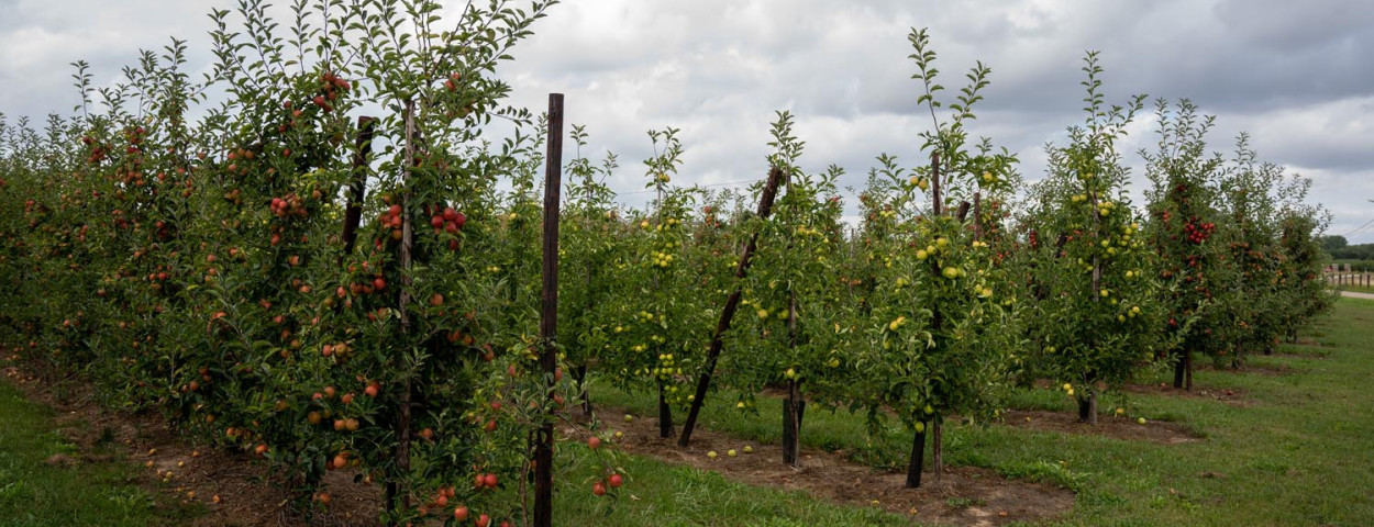 S_DSC02107_Appelteelt