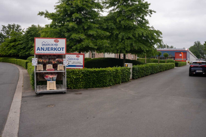 Anjerkot van De Nijs