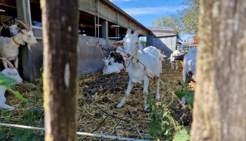 Vlaamse geitenhouders hopen op herstel na zwaar jaar
