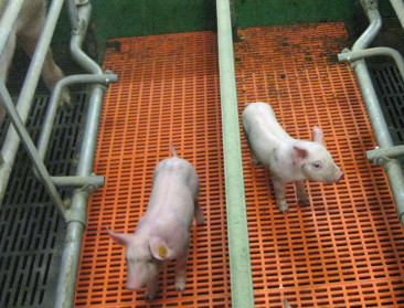 Varkenshouders kunnen financieel weer op adem komen