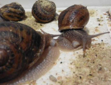 Warme en droge zomer is zegen voor slakkenkweek