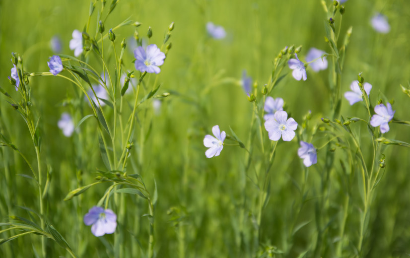 Vlas in opmars in Vlaanderen