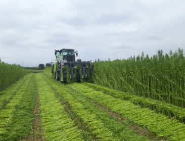 Textielhennep goed op weg om rendabele teelt te worden
