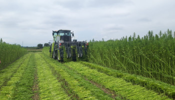 Textielhennep goed op weg om rendabele teelt te worden