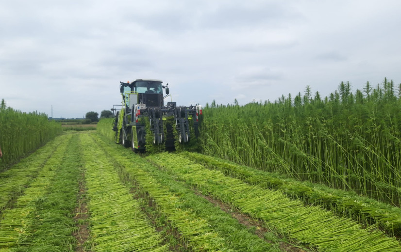 Textielhennep goed op weg om rendabele teelt te worden
