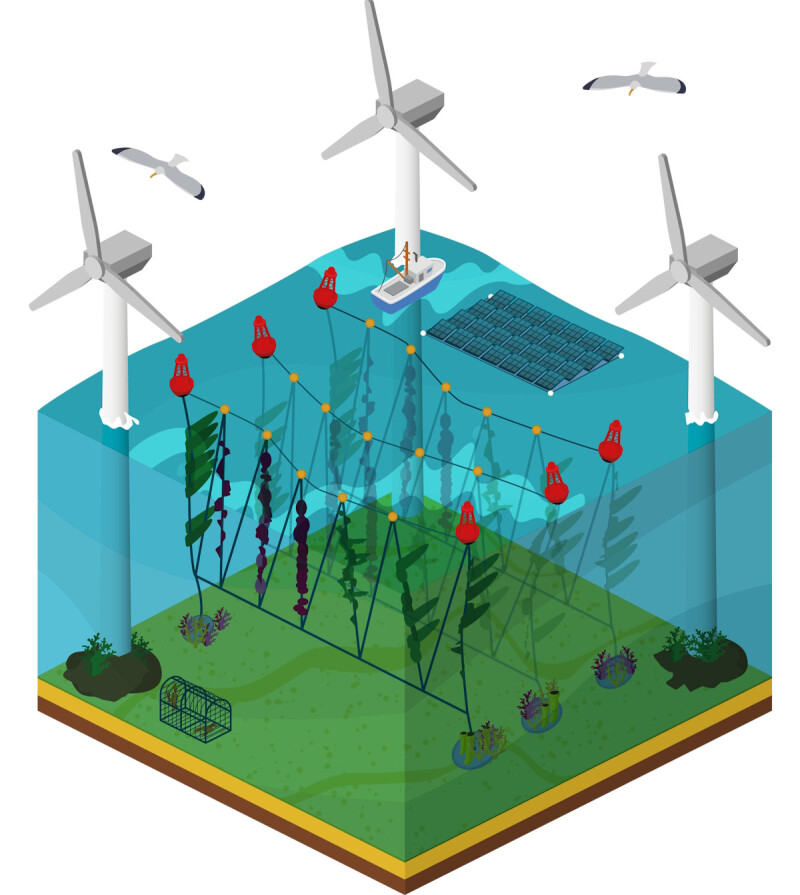 Graphic-seaweed-farm-in-wind-park-web