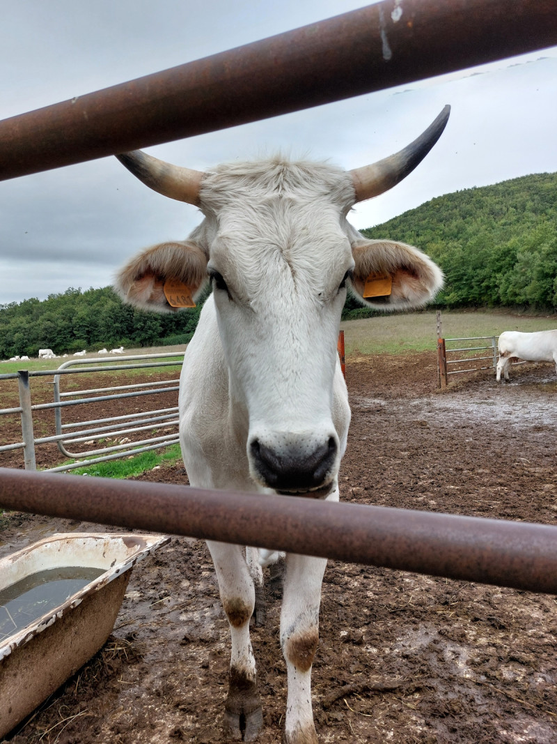 Chianina verticaal