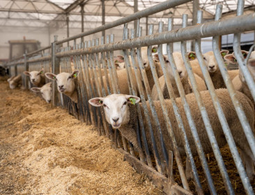 Federatie van de veehandel vraagt heropening van Europese markten