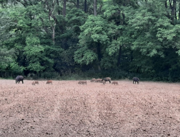 Ottenburgse boeren geteisterd door everzwijnen: “Ze zijn met honderd en eten hele rijen zaad op”
