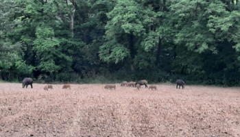 Ottenburgse boeren geteisterd door everzwijnen: “Ze zijn met honderd en eten hele rijen zaad op”