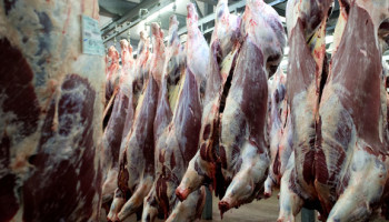 China opent voor het eerst grenzen voor Belgisch rundvlees