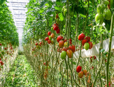 Mogelijk faillissement Nederlandse plantenkweker treft ook biologische teelt in Vlaanderen
