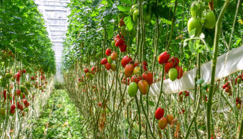 Mogelijk faillissement Nederlandse plantenkweker treft ook biologische teelt in Vlaanderen