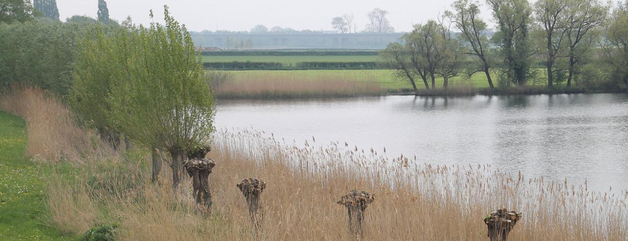 landschaphoutkantknotwilgbiodiversiteit-1280