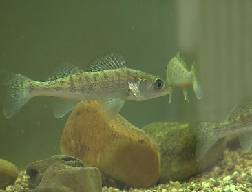 Inagro gooit aquacultuur over een andere boeg